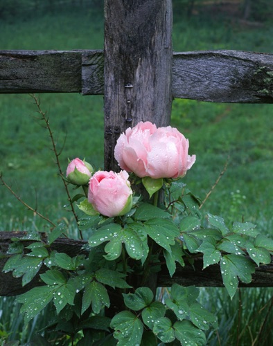 Tree Peony, Reeves-Reed Arboretum, Union County, NJ Vert (MF).jpg